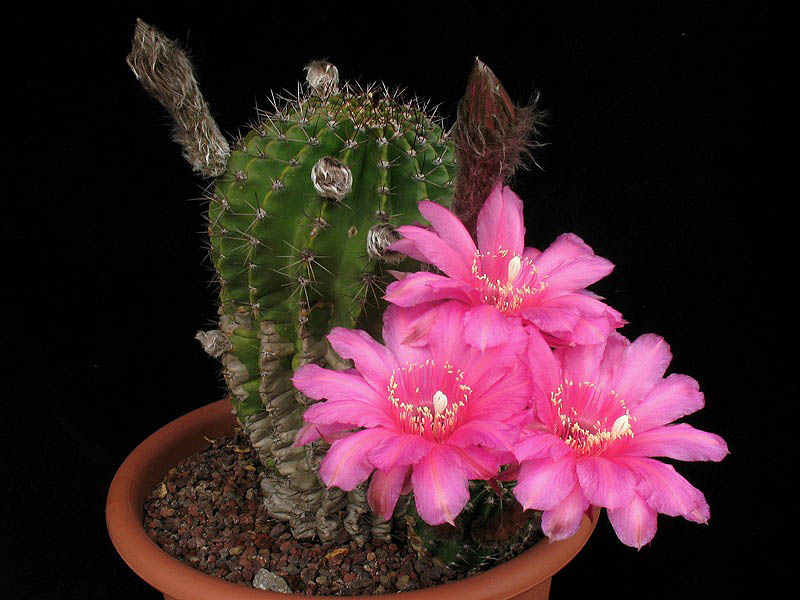 Echinopsis ibrido 