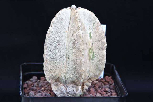 Astrophytum myriostigma v. columnare 