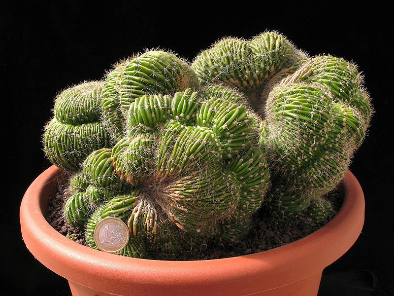 Echinopsis sp. ibrido rosa 1 crestato 