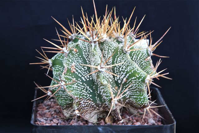 Astrophytum ornatum v. spiralis 