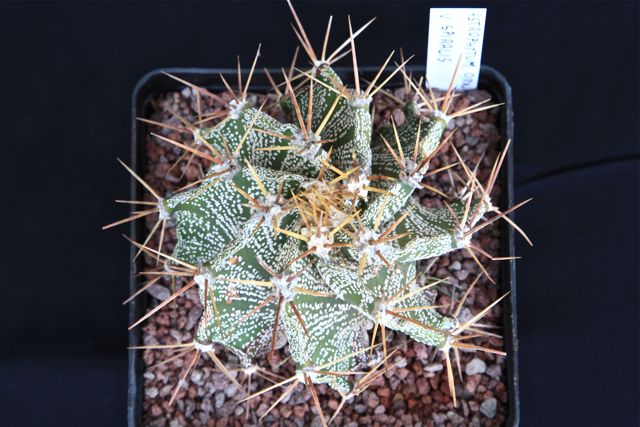 Astrophytum ornatum v. spiralis 