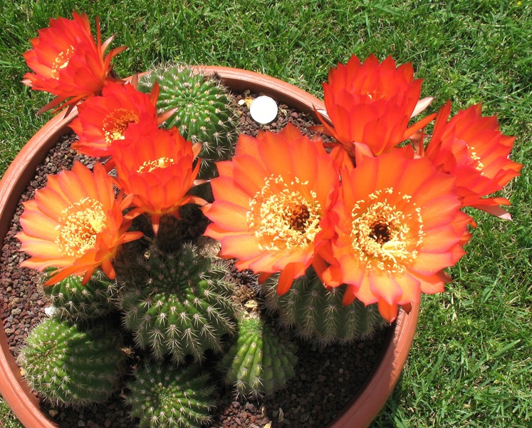 Trichocereus ibrido 'giallo rosso' 