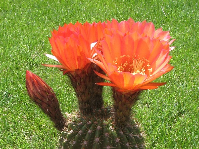 Trichocereus ibrido 'giallo rosso' 