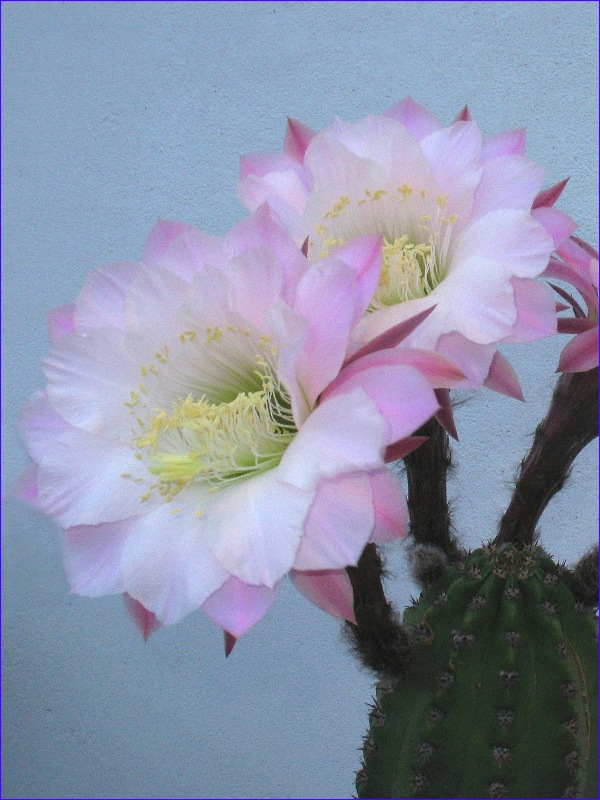 Trichocereus ibrido 'delrue' 