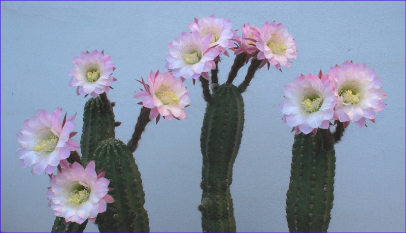 Trichocereus ibrido 'delrue' 