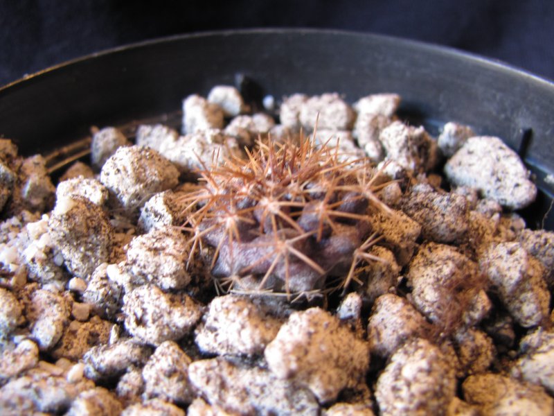 Copiapoa marginata 