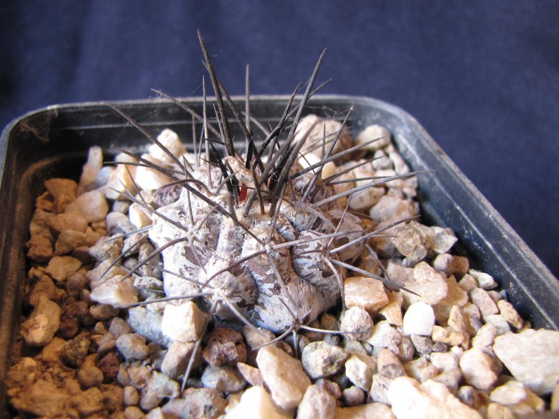 Copiapoa dealbata ja17