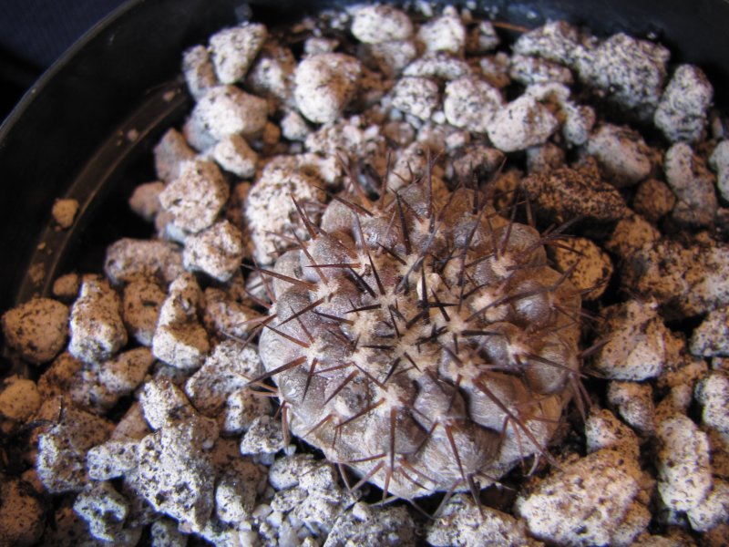 Copiapoa columna-alba jn1302