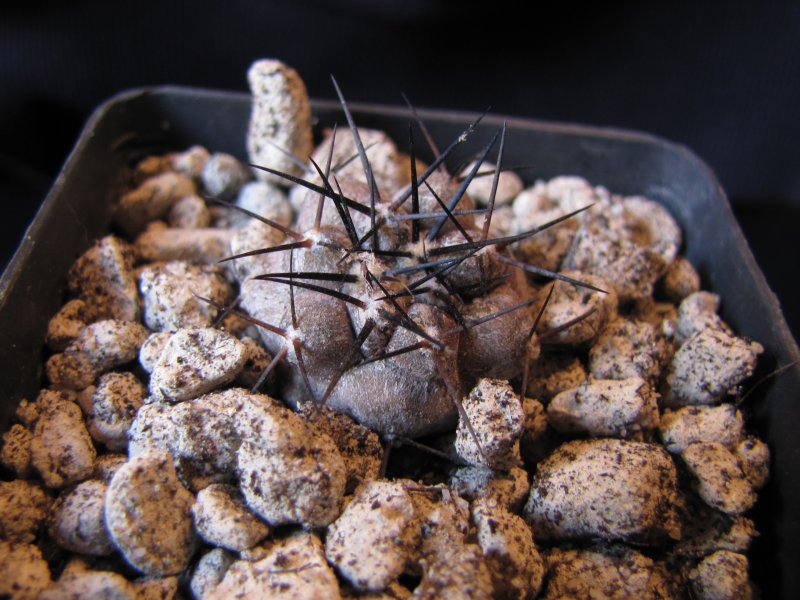 Copiapoa cinerea 