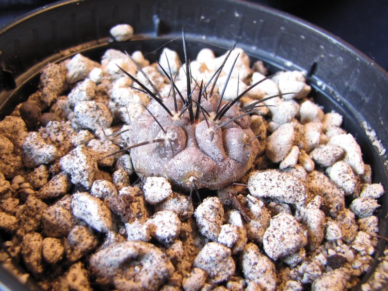 Copiapoa dealbata v. carrizalensis pv2703