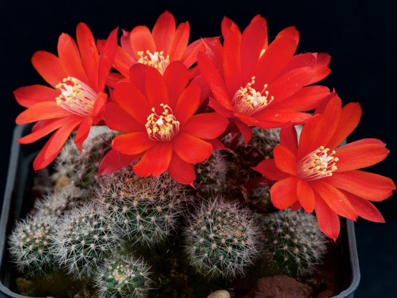 rebutia albiareolata