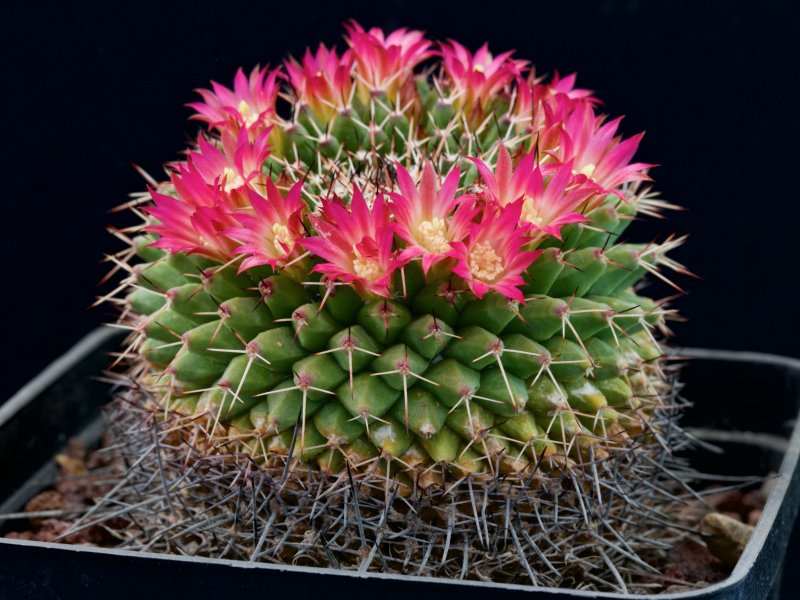 mammillaria scrippsiana v. armeria