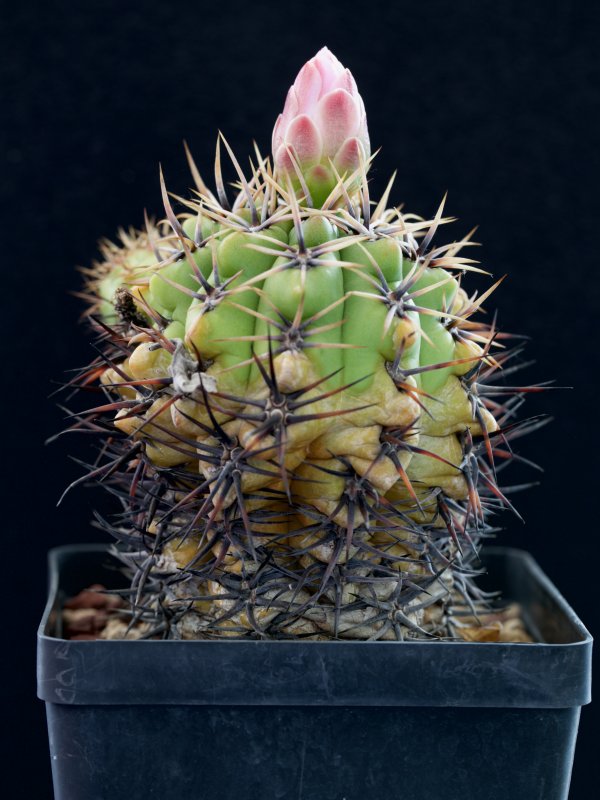 gymnocalycium horridispinum