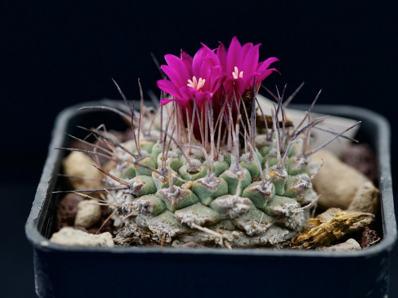 Strombocactus disciformis ssp. esperanzae 