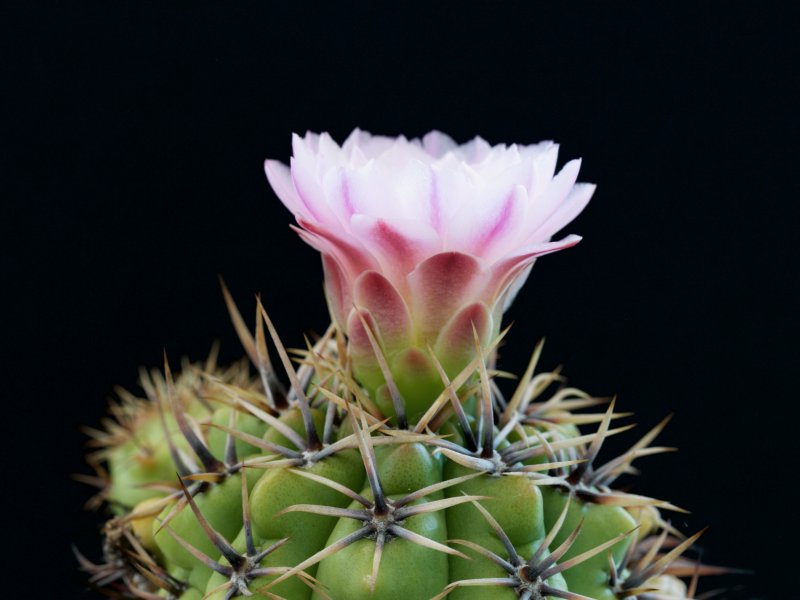 Gymnocalycium horridispinum 