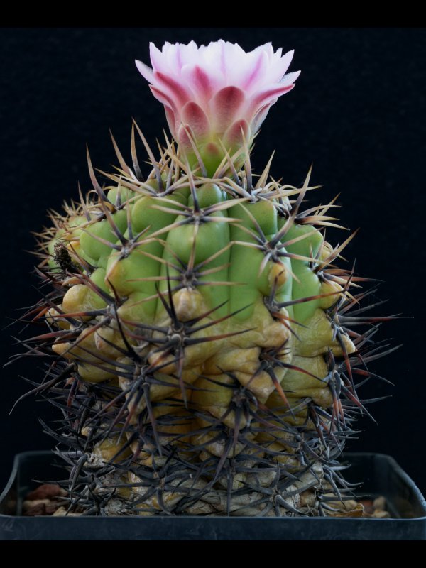 Gymnocalycium horridispinum 
