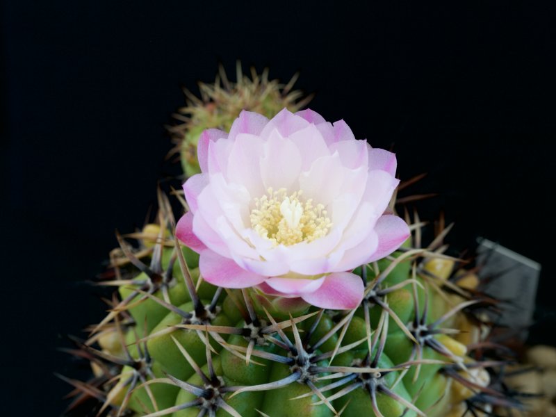 Gymnocalycium horridispinum 