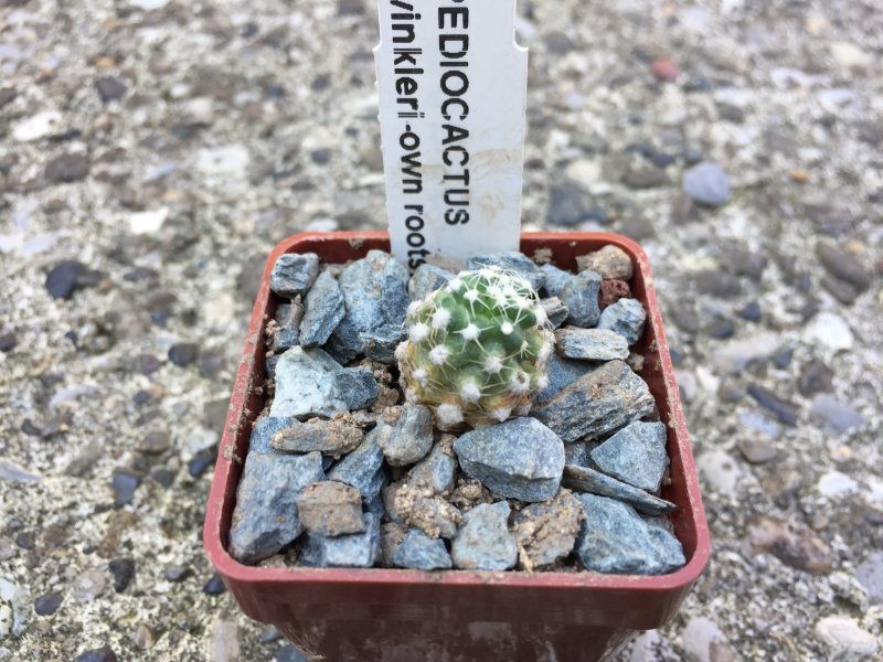 Pediocactus winkleri 