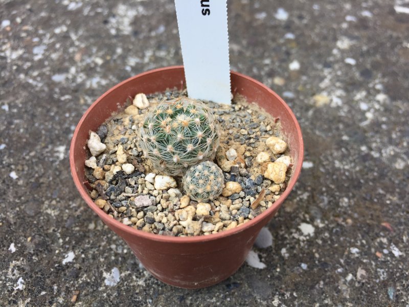 Pediocactus bradyi 