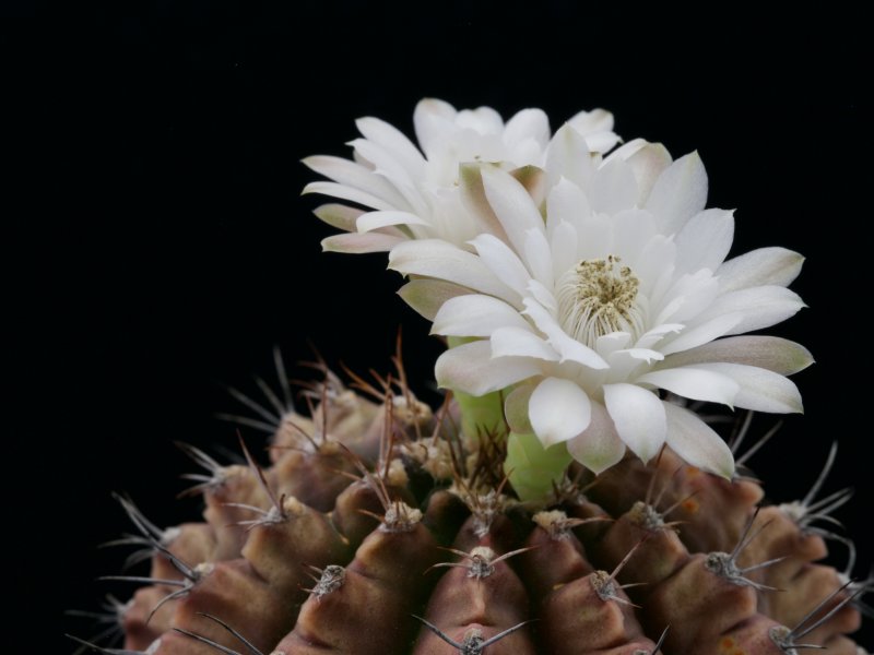 Gymnocalycium anisitsii 