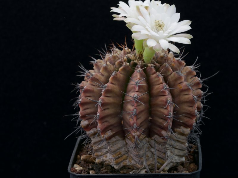 Gymnocalycium anisitsii 