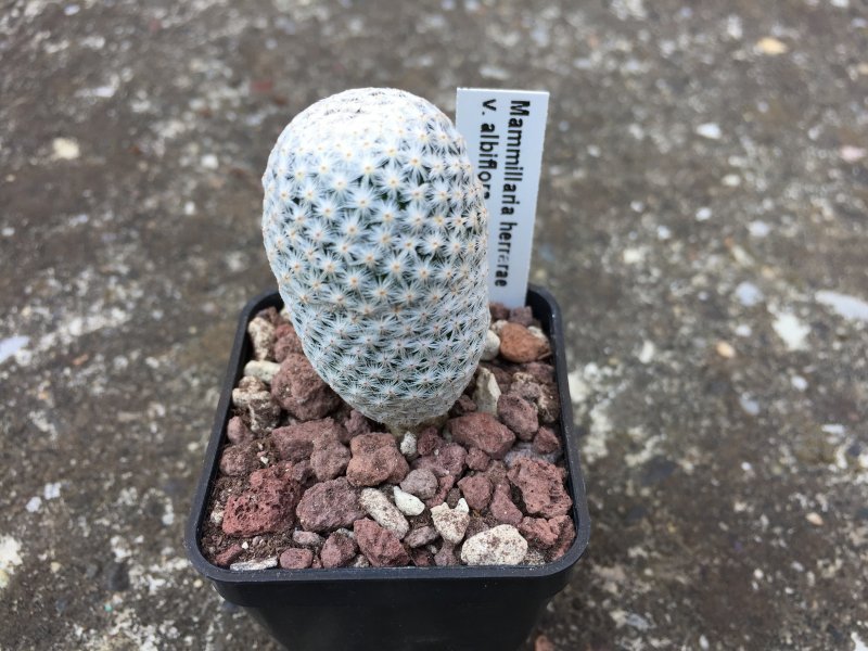 Mammillaria herrerae v. albiflora 