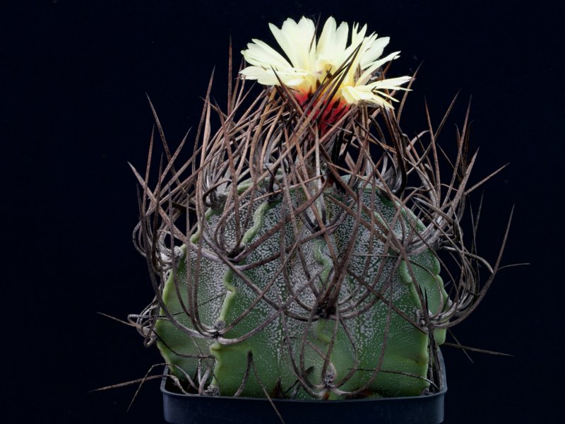 Astrophytum capricorne v. niveum 