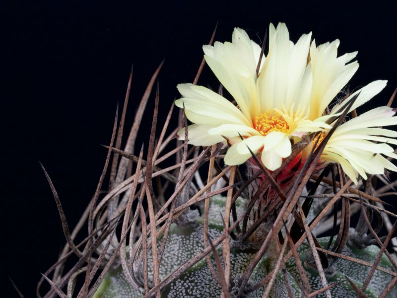 Astrophytum capricorne v. niveum 