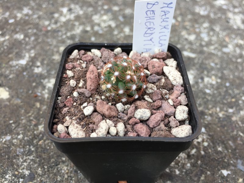 Mammillaria deherdtiana 