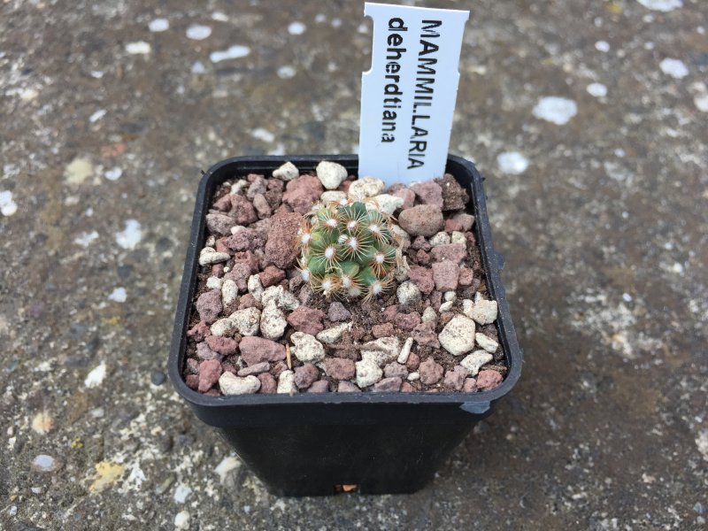 Mammillaria deherdtiana 