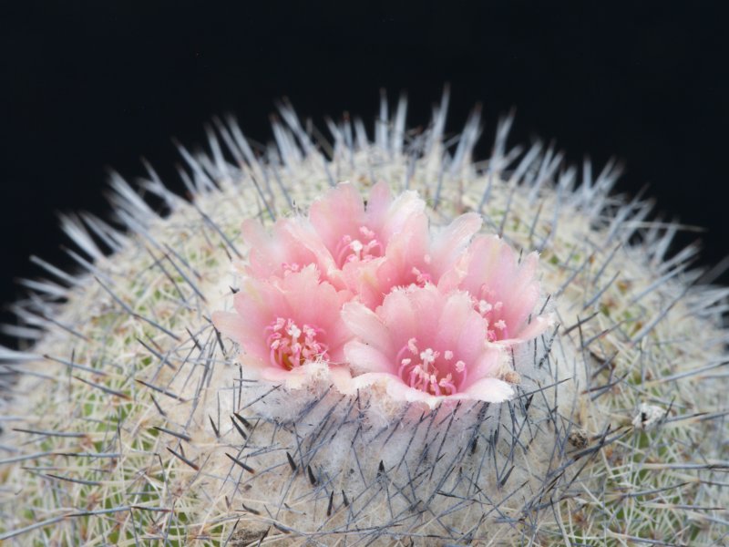 Epithelantha unguispina 