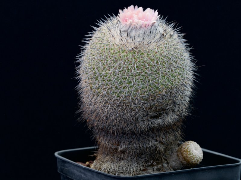 Epithelantha unguispina 