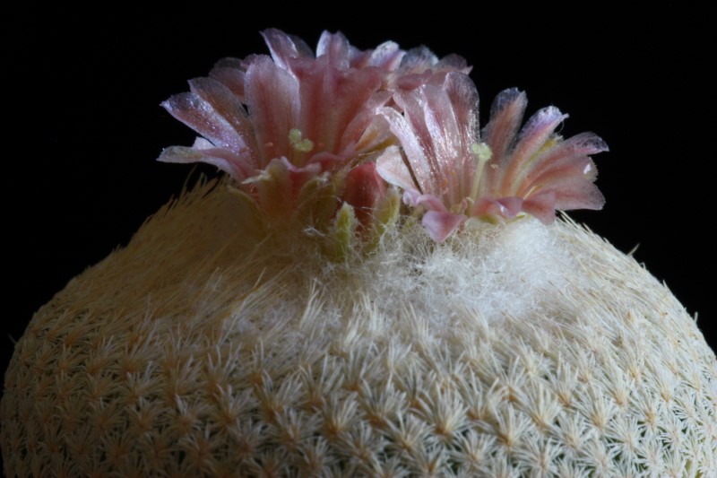 Epithelantha bokei 