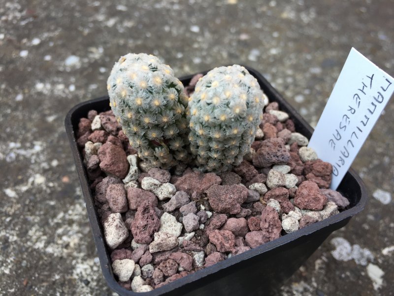 Mammillaria theresae 