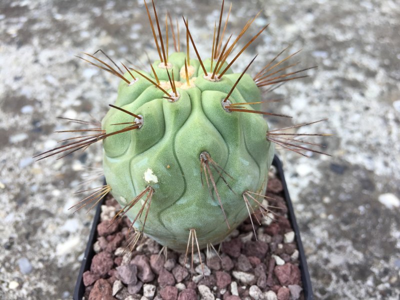 Copiapoa tenebrosa PV1931