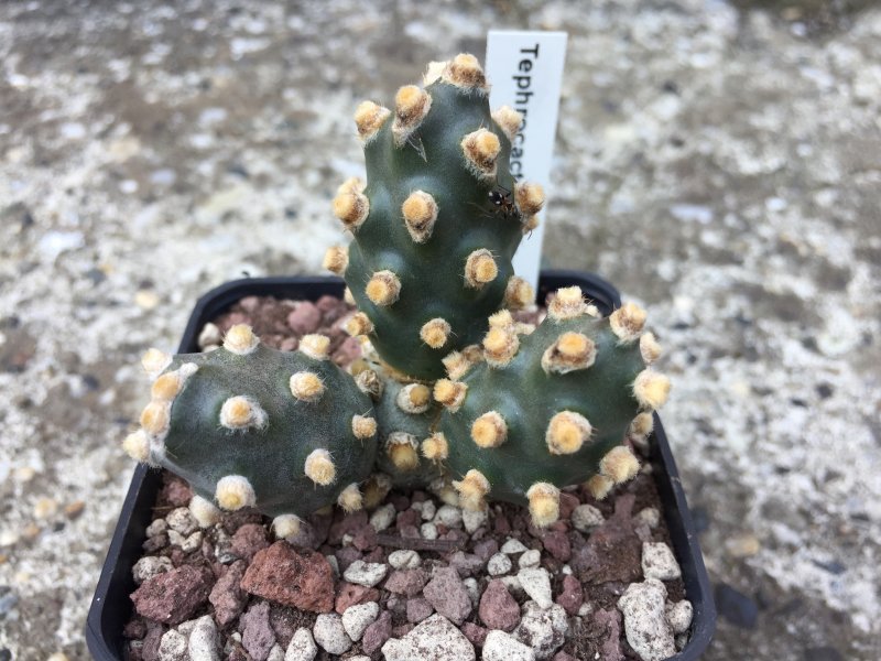 Tephrocactus molinensis 