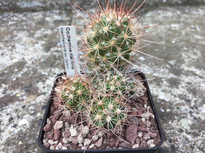 Mammillaria pondii ssp. maritima 