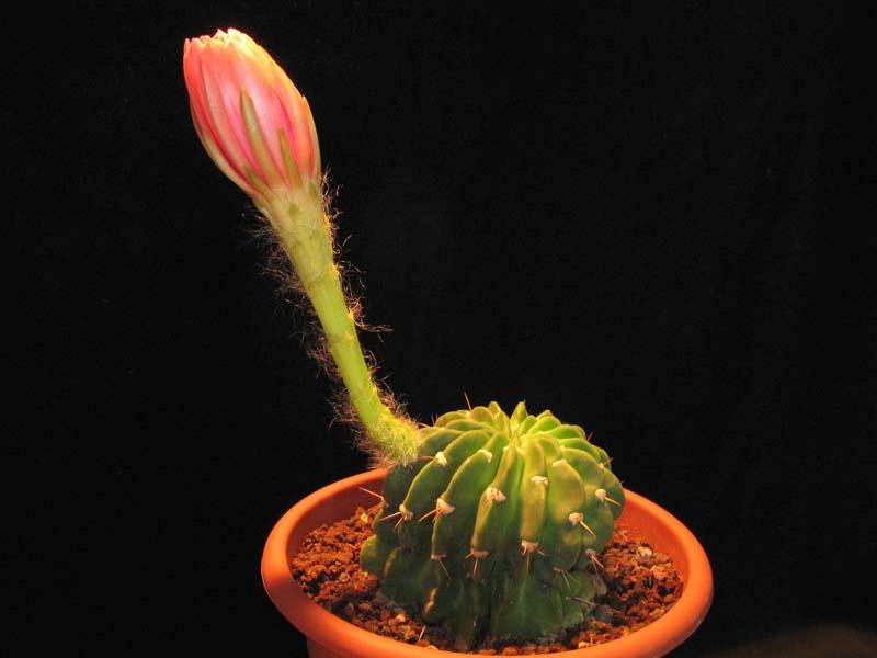 Echinopsis calorubra 