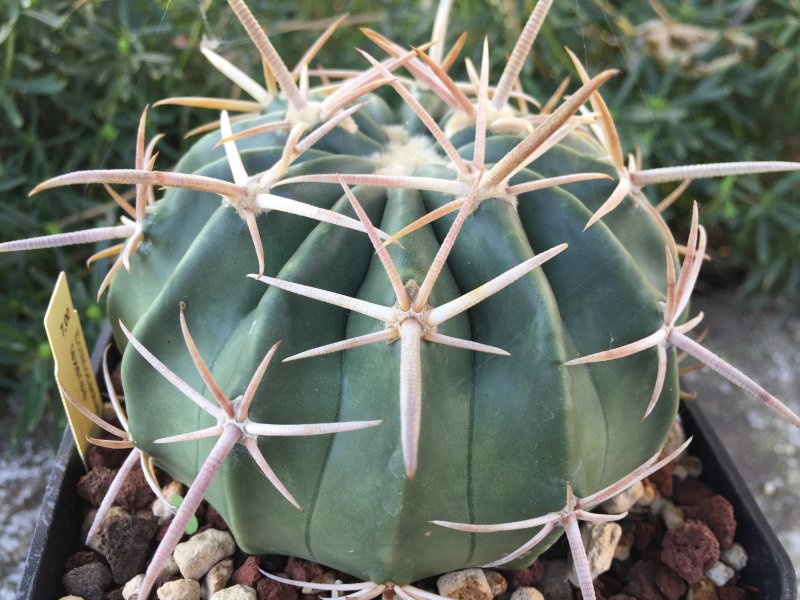 Echinocactus texensis 