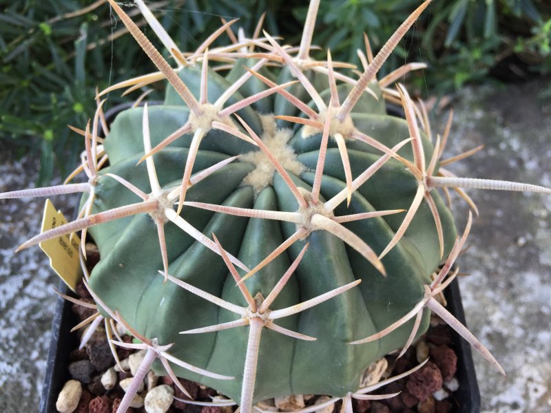 Echinocactus texensis 