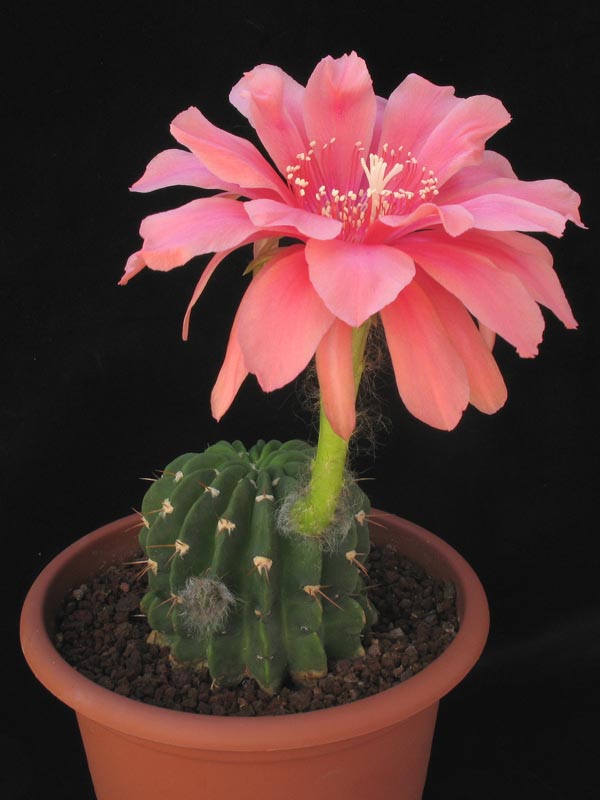 Echinopsis calorubra 