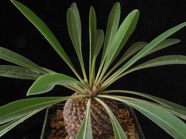 Euphorbia bupleurifolia 