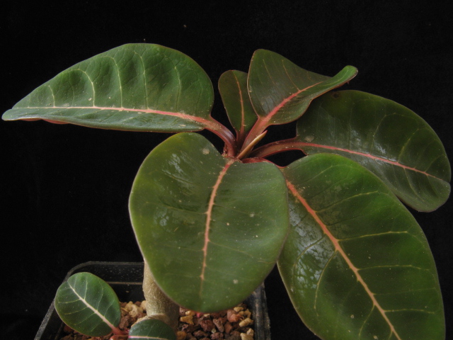Euphorbia millotii 