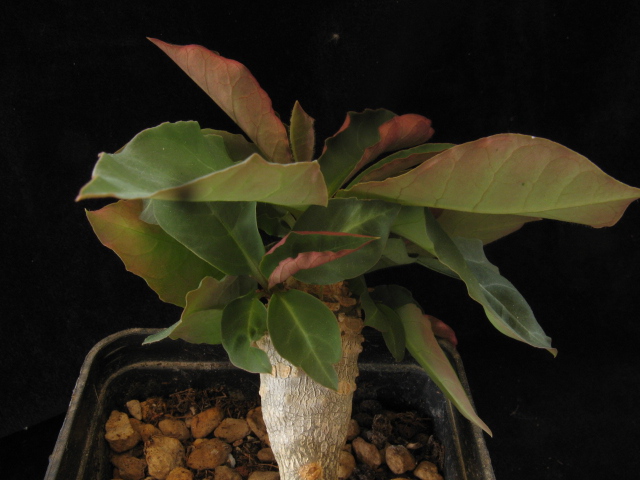 Euphorbia ankarensis 