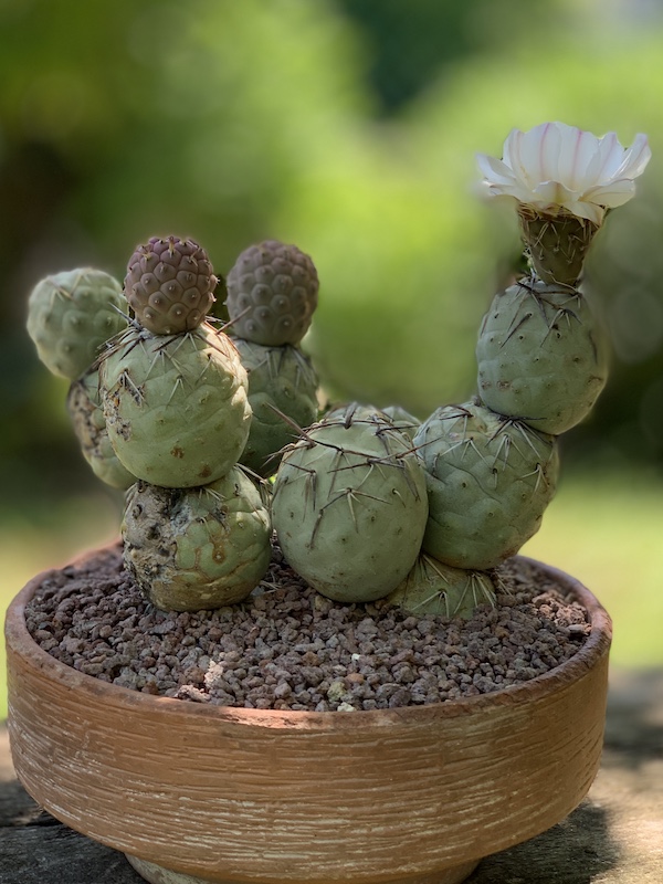 Tephrocactus geometricus  