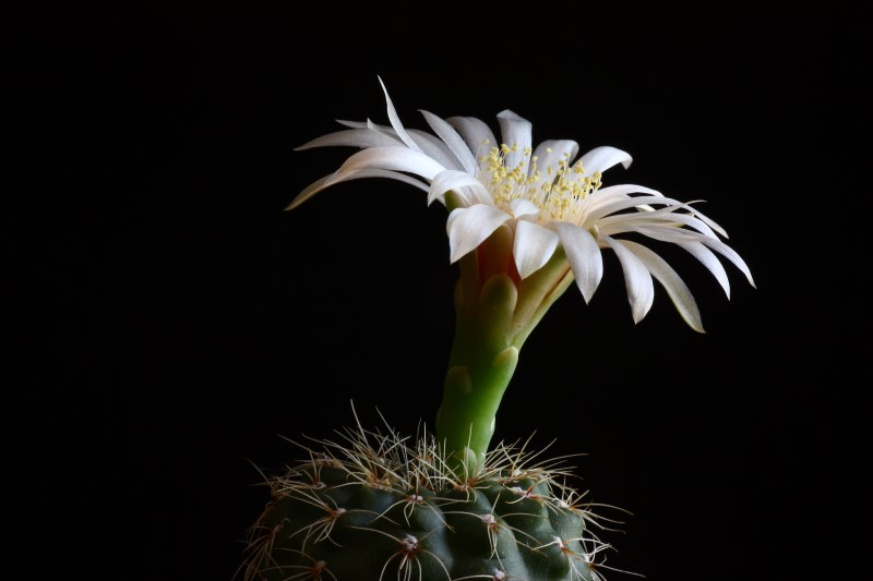 Gymnocalycium baldianum v. albiflorum 