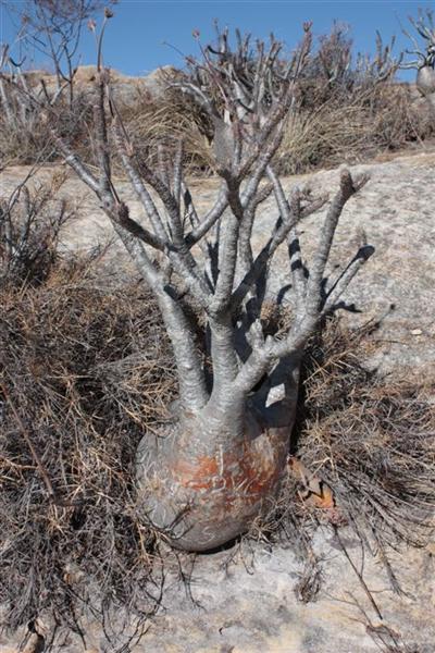 Pachypodium rosulatum v. gracilius 