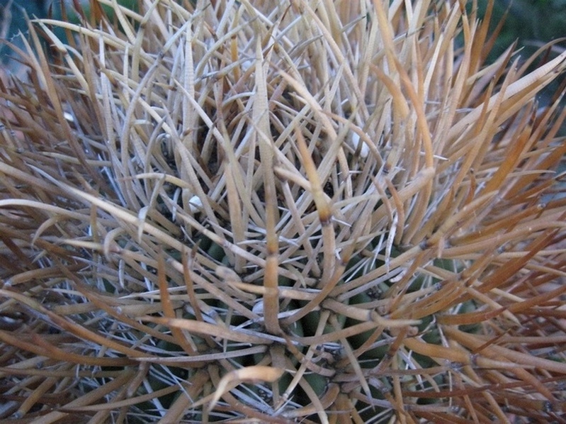 Ferocactus chrysacanthus 