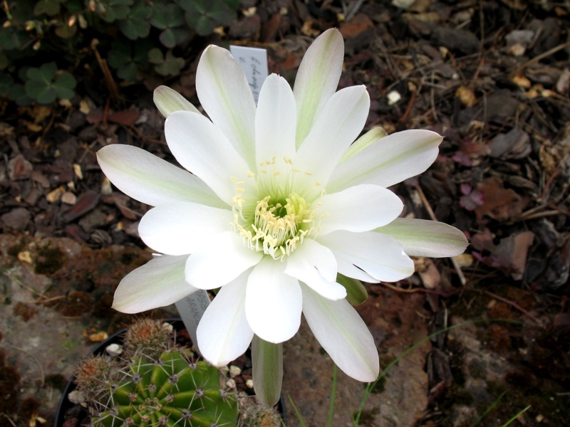 Echinopsis obrepanda 