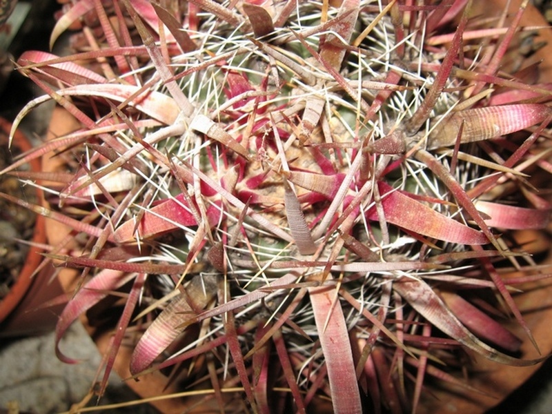 Ferocactus gracilis 